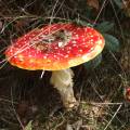dscf8597.jpg