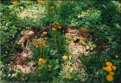 image455.jpg image455.jpg
